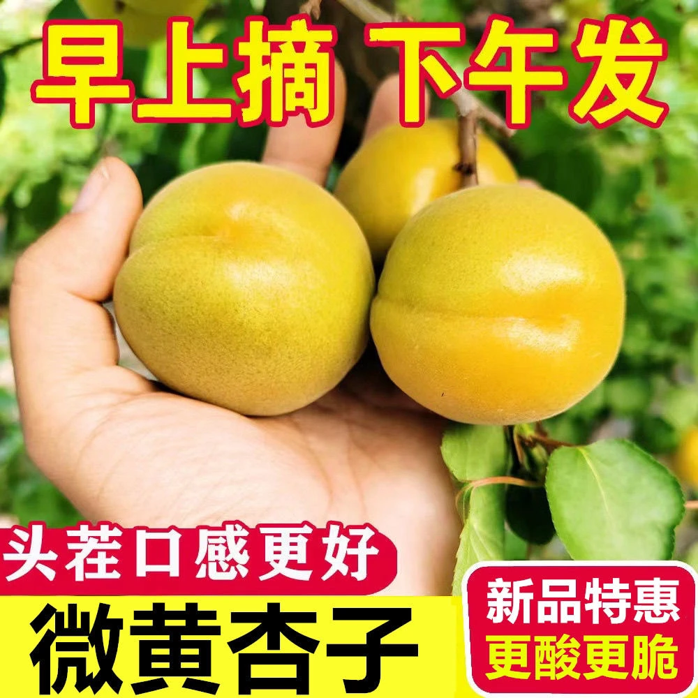 【产地直达】2024头茬大酸杏子半青半黄杏孕妇水果一件包邮新鲜采摘