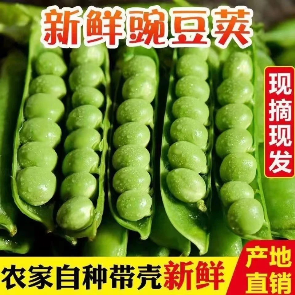 （水果豌豆1）新鲜甜豌豆云南带壳新鲜现摘水果豌豆农家豆荚5斤