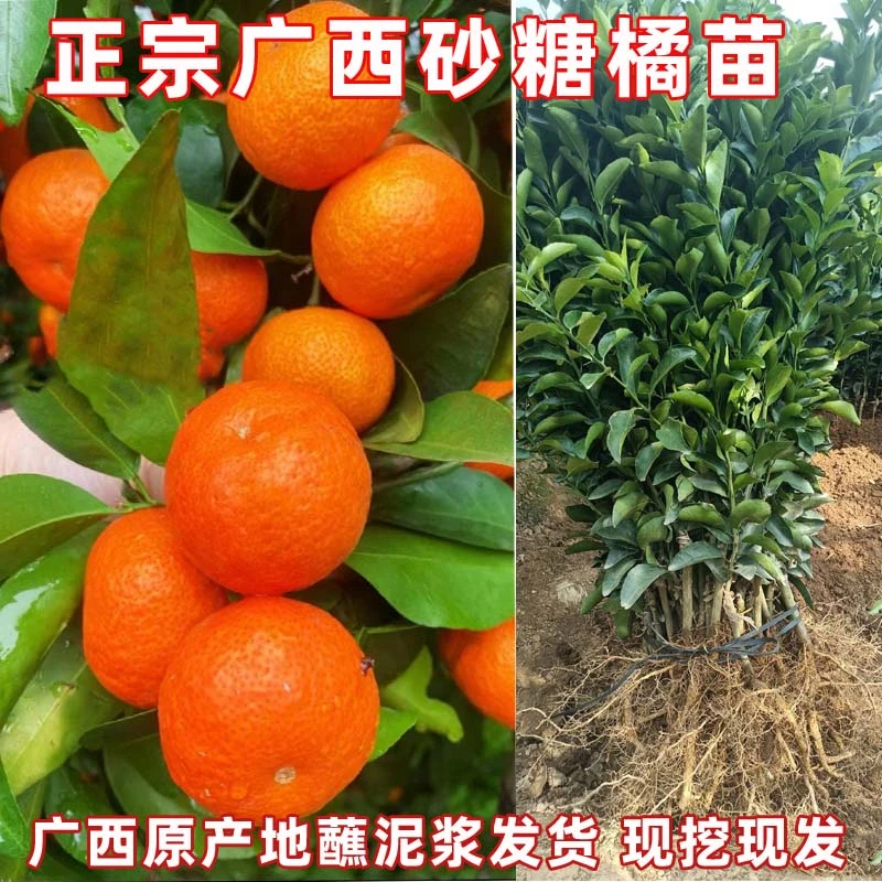 【裸根苗】正宗砂糖橘树苗盆栽橘子苗树嫁接沙糖桔子树苗南方种植