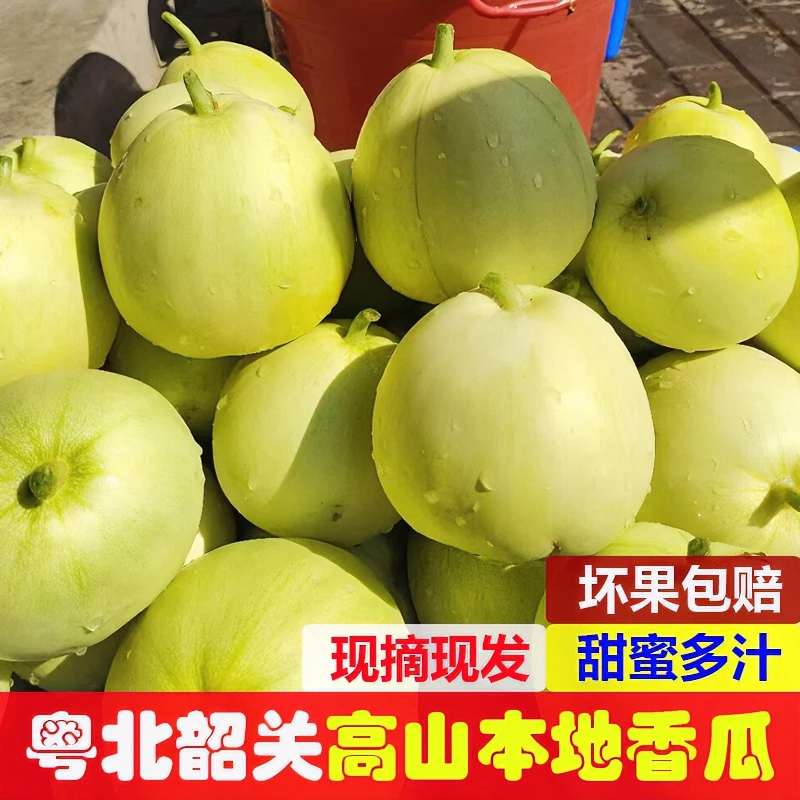 广东韶关农家本地老品种白皮香瓜甜瓜新鲜当季现摘包赔梨瓜蜜甜