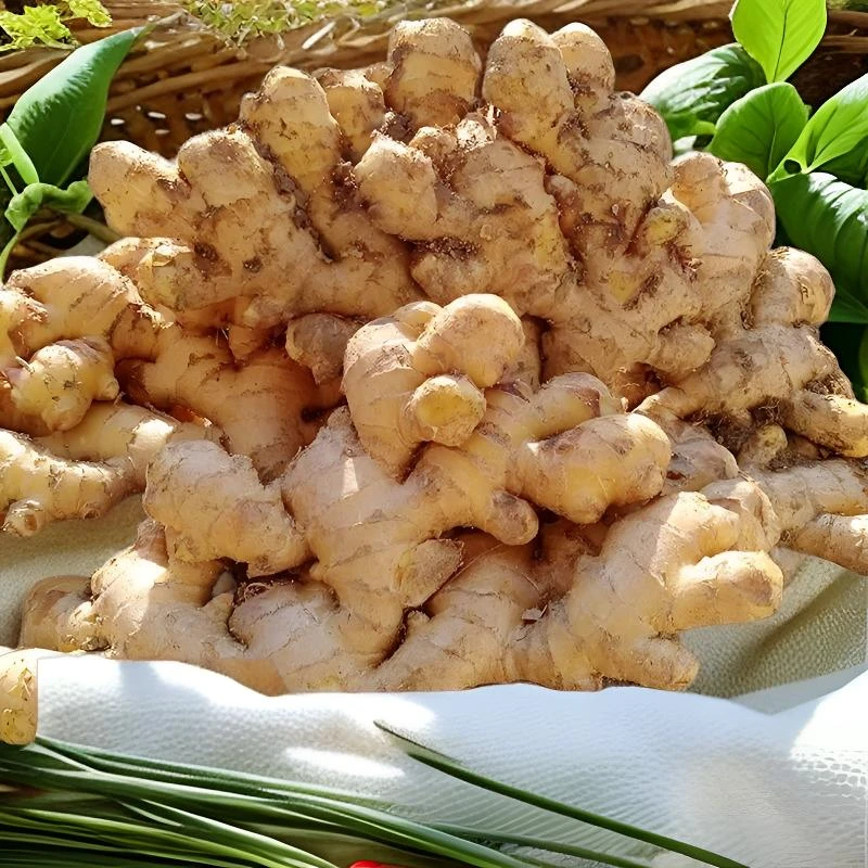广东韶关天堂小黄姜老姜本地农家自种新鲜月子姜土姜嫩姜3斤生姜