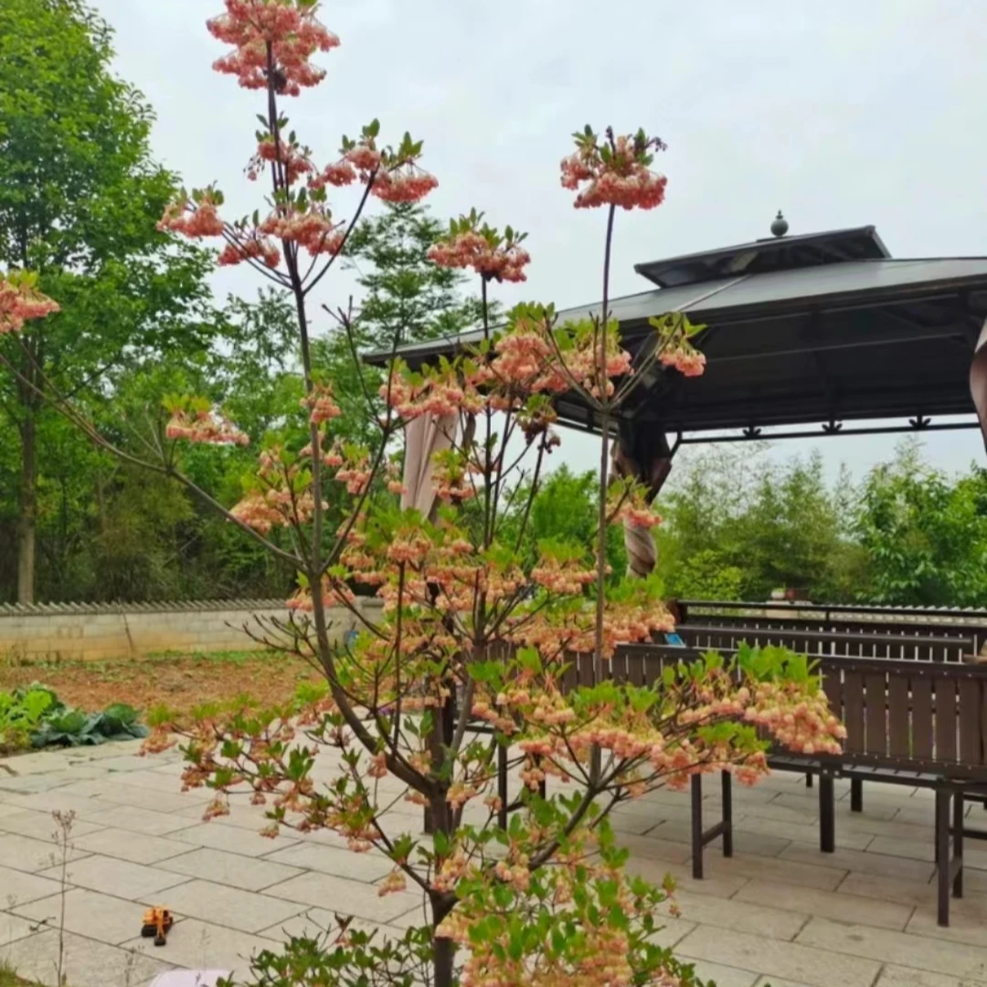 齿缘吊钟杜鹃花又名红灯笼杜鹃花