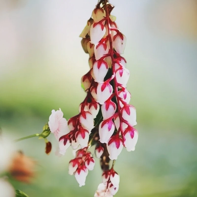 精品马醉木杜鹃花
