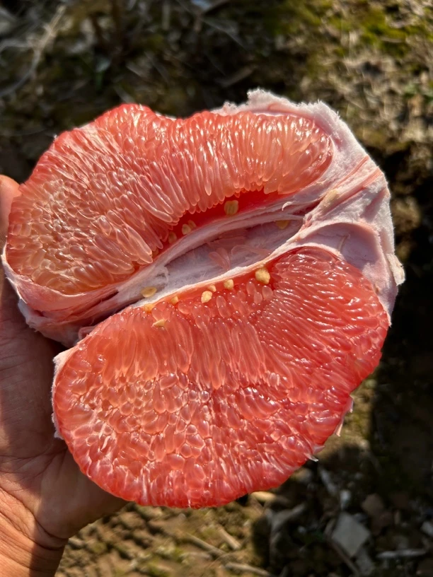 湖北荆州酸甜红心柚包邮