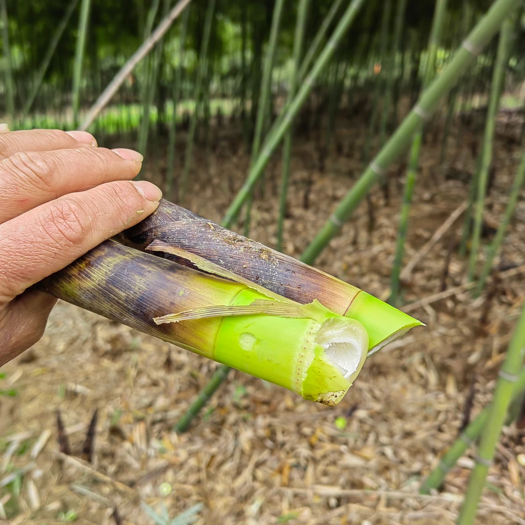 荆州产新鲜竹笋大小混装冷链包邮