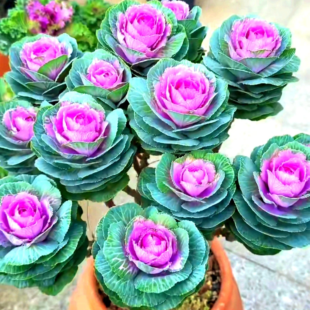 【多头玫瑰甘蓝】鲁西露 红华美 甘蓝老桩耐寒易养阳台庭院观叶植物