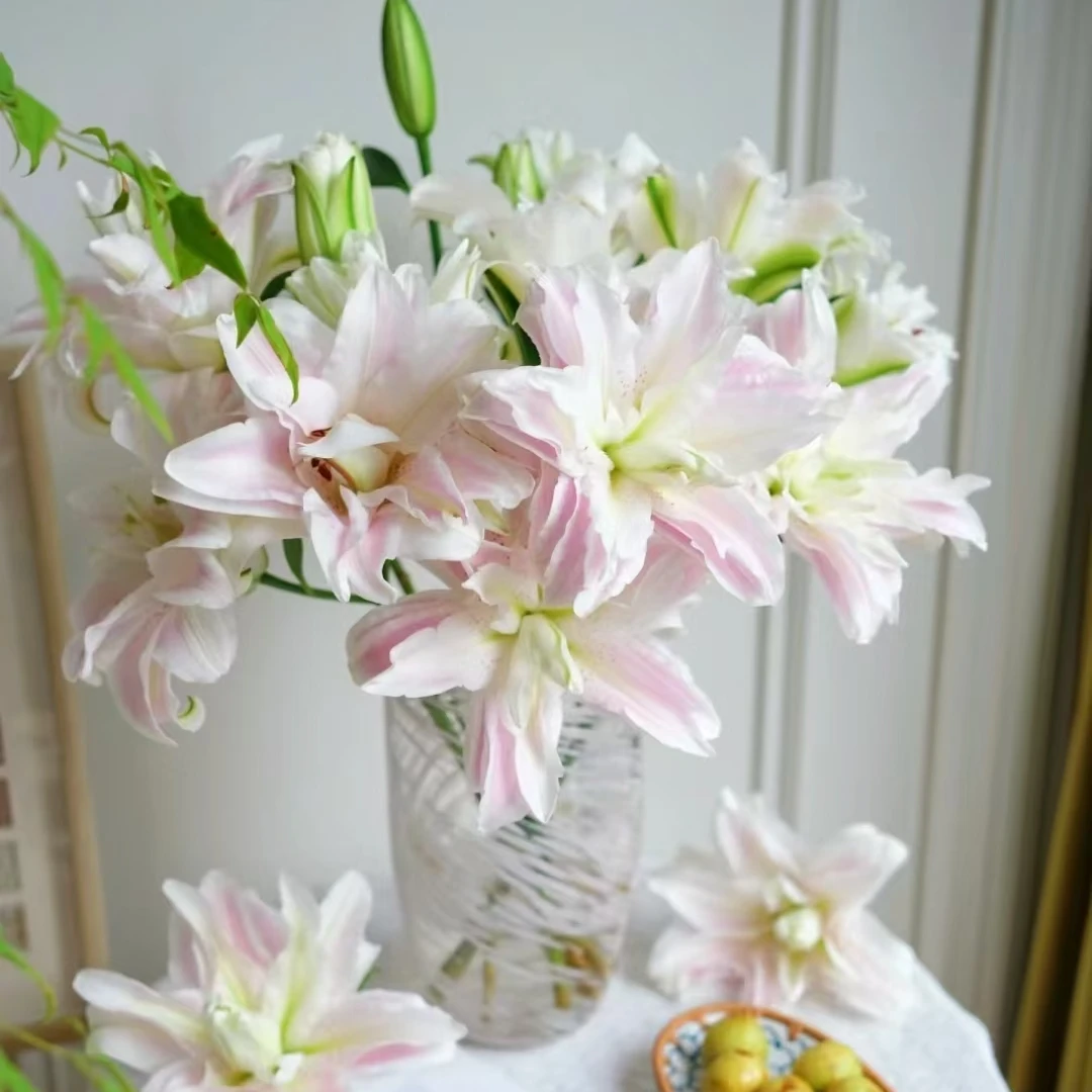 西哥【魔法公主重瓣香水百合8-12个花苞】云南斗南鲜花基地直发花材