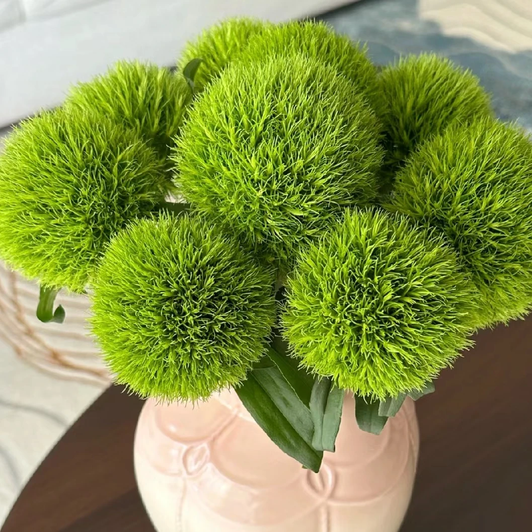 西哥【绿毛球10只】鲜花云南鲜花基地直发