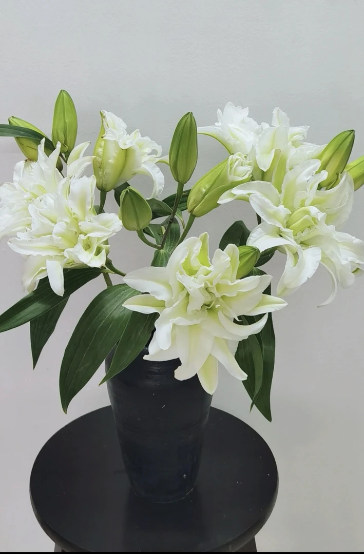 艾沙百合白色重瓣5枝（4头）十包邮十保鲜剂