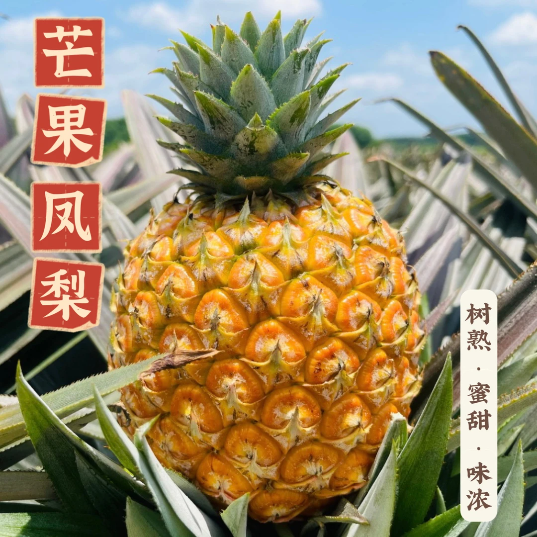 海南树熟芒果凤梨 净重4.5斤以上 蜜甜浓香