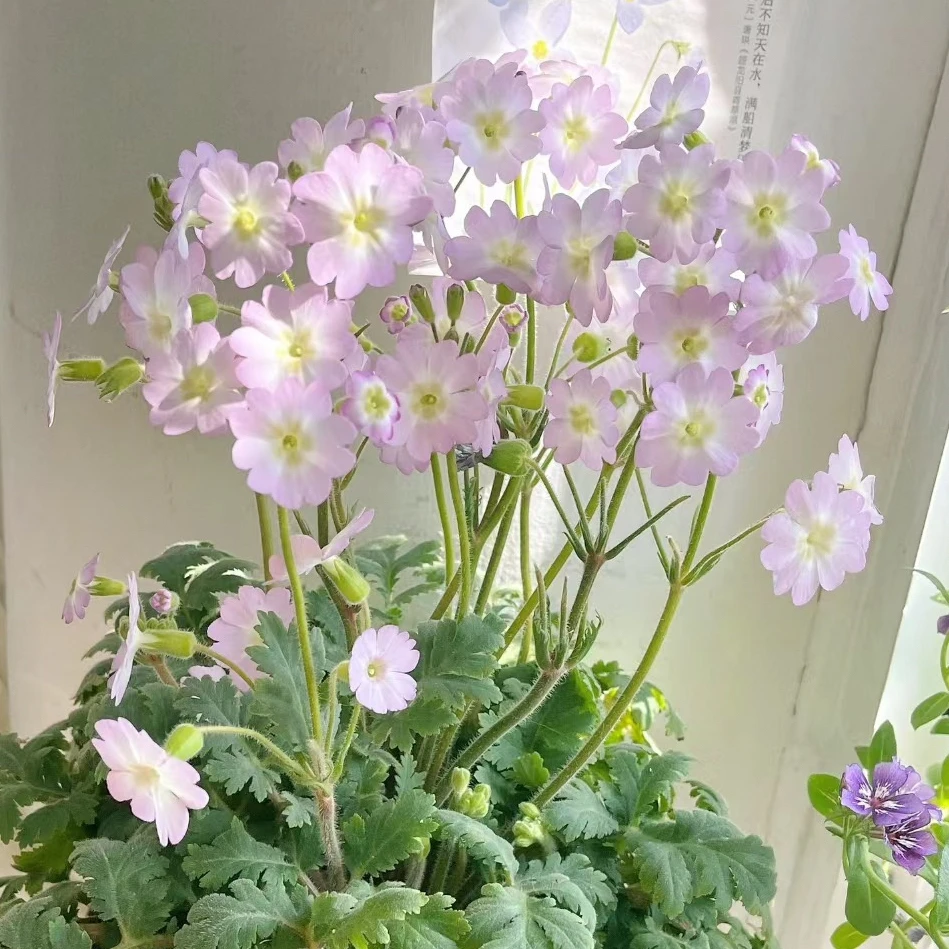 陕西羽叶报春盆栽 耐阴花卉花期长盆栽阳台庭院丰花易爆盆