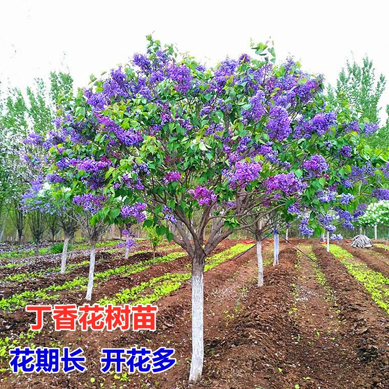 丁香花树苗紫丁香花苗盆栽花卉庭院地栽植物观赏绿化苗木当年开花