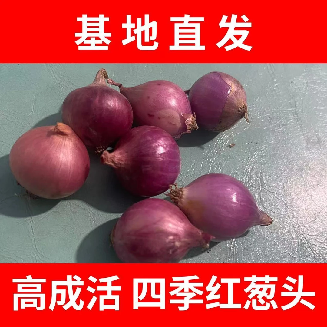 【超低价】2024新东北笨小毛葱小葱头小葱红葱头干毛葱1/3/5斤包邮