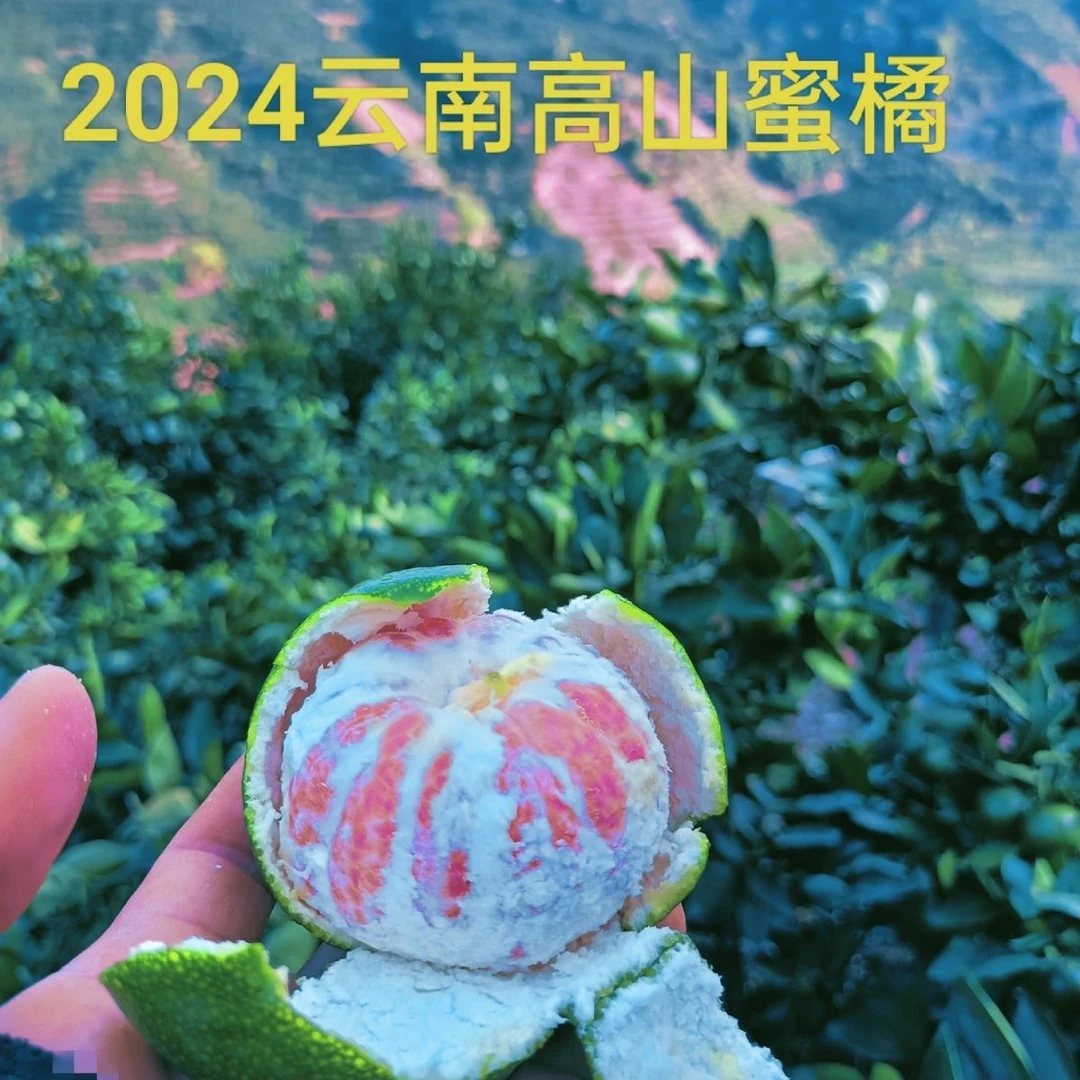 【超低价】云南青皮蜜橘桔子新鲜孕妇水果特早当季1/3/5/9斤包邮