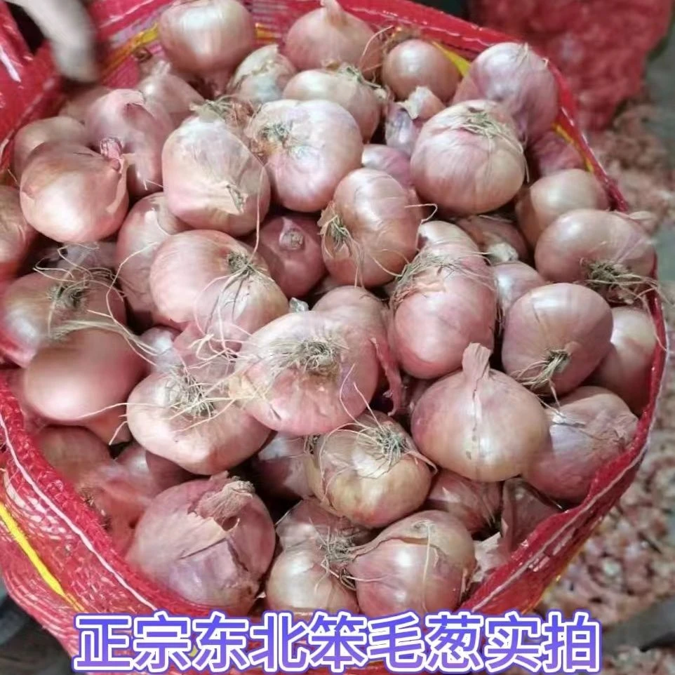 【超低价】正宗东北毛葱批发毛葱栽子小毛葱小圆葱干葱1/3/5斤包邮