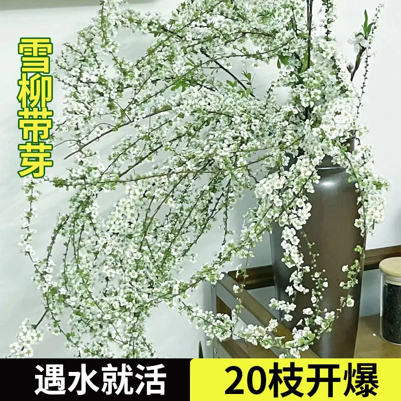 雪柳干枝水养遇水就活冬季鲜花带芽干支树苗水培植物天然开花生长