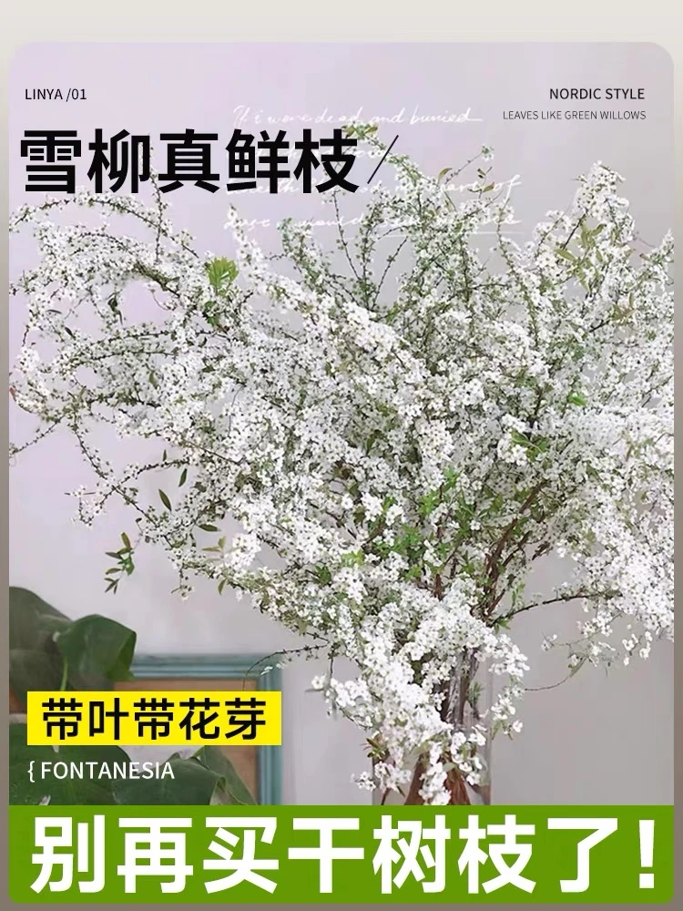 雪柳干枝花水培花耐寒花真花插水里可以开花干花遇水开花清香室内