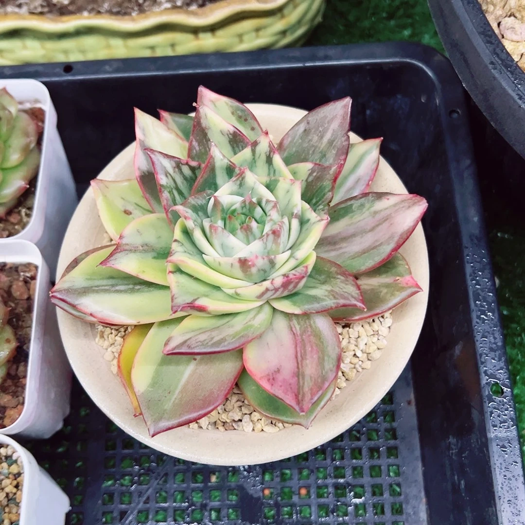 唱****囡藏宝图多肉植物一颗