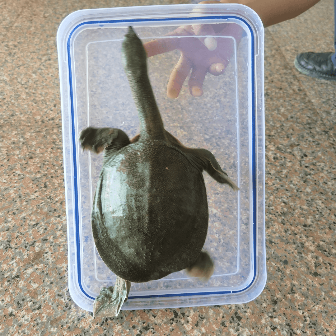 江西玉山生态养殖甲鱼（顺丰包邮）