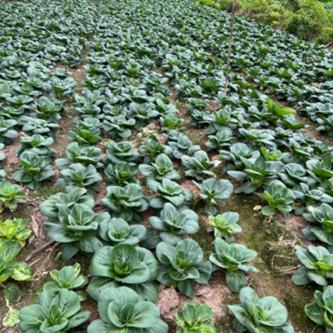 江西本地农户自种（青菜）