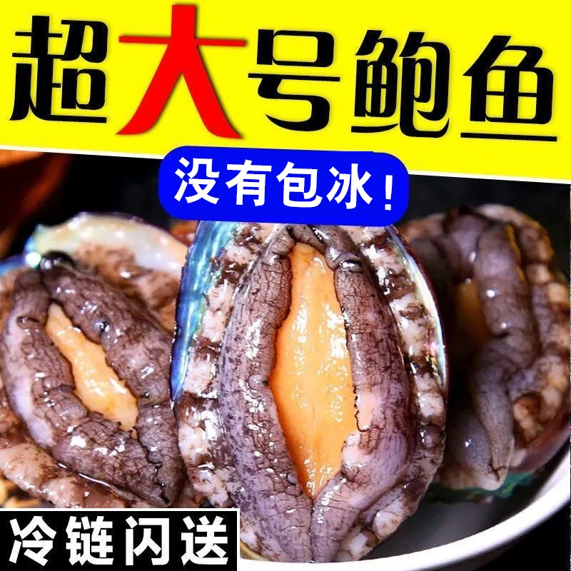 9-10头活冻鲍鱼,无包冰单只6厘米以上,顺丰冷链