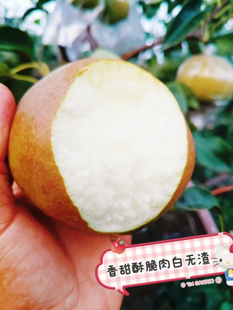 玉露香梨果园玫瑰直发脆甜多汁清香爽口新鲜绿色京东发货