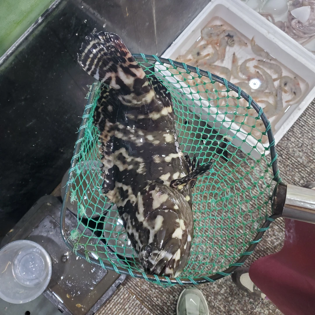 无品牌鲜活食用农产品冷藏老虎斑