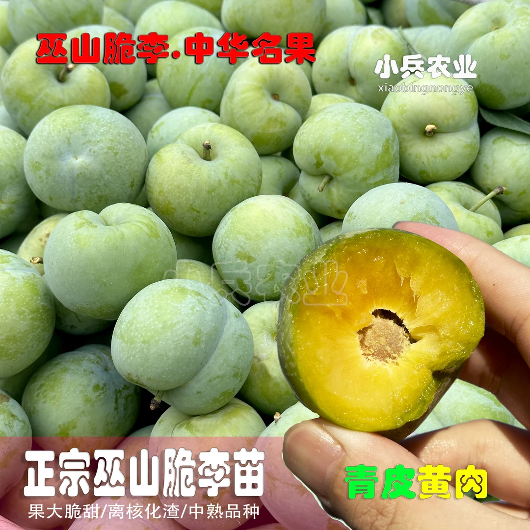 巫山脆李中熟青皮黄肉品种正宗树苗（小兵农业顺丰包邮）