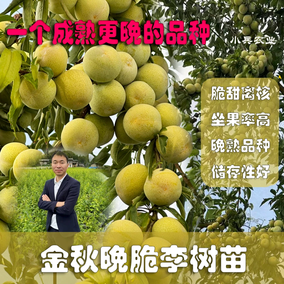 金秋晚脆李苗坐果率高脆甜脱骨（可盆栽）不需要金秋晚脆李子树苗