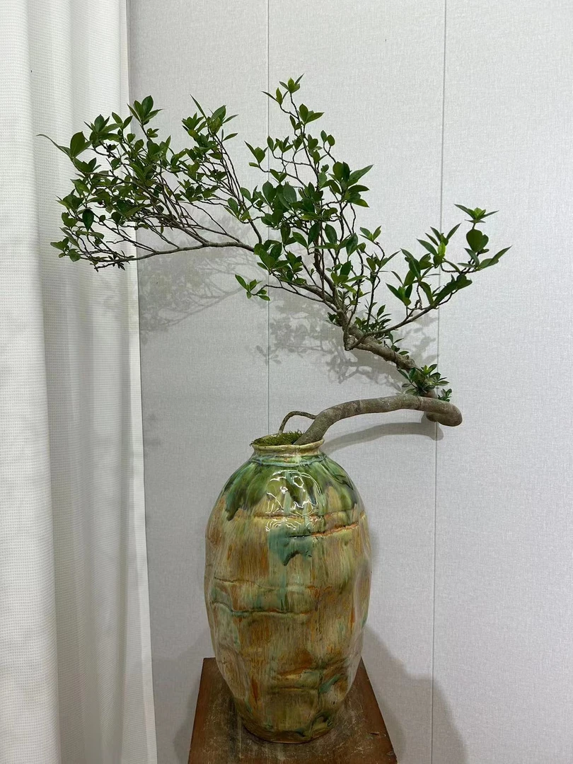 【笑春风】海岛栀子花