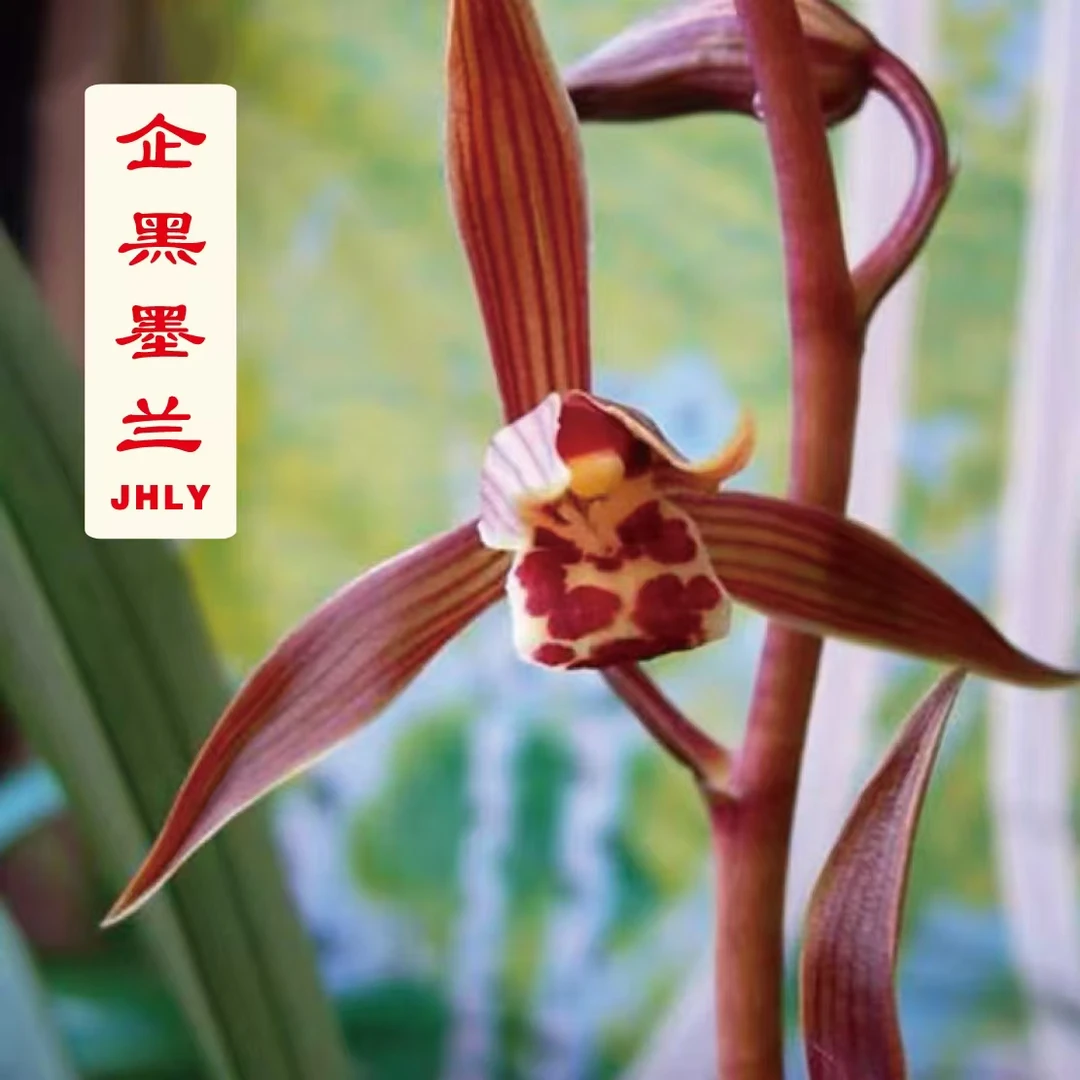 墨兰-企黑原盆原土连体兰花8苗【墨兰经典】油绿挺拔