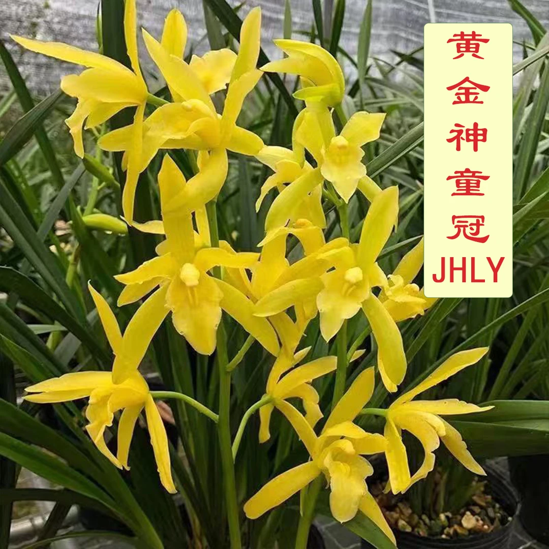 浓香型-黄金神童冠 【花香浓郁】[花色金黄鲜艳 花大 叶带冠艺]