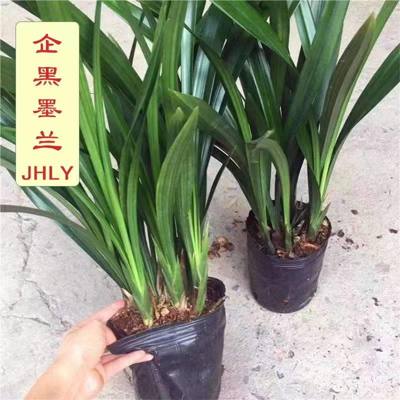 墨兰-企黑8苗【墨兰经典】[叶片油绿 高大挺拔 皮实好养]