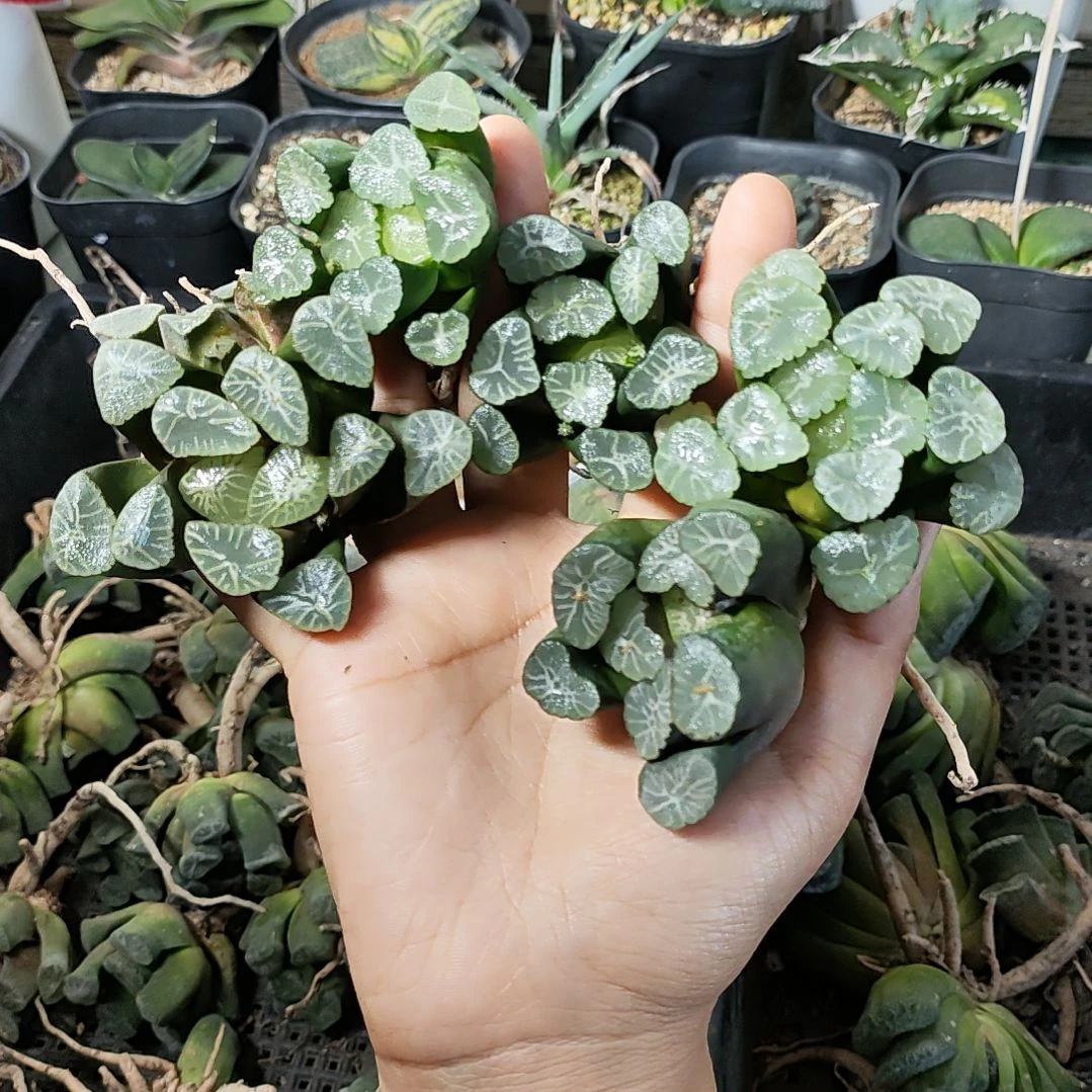 铭品万象随机10颗(裸根发货)