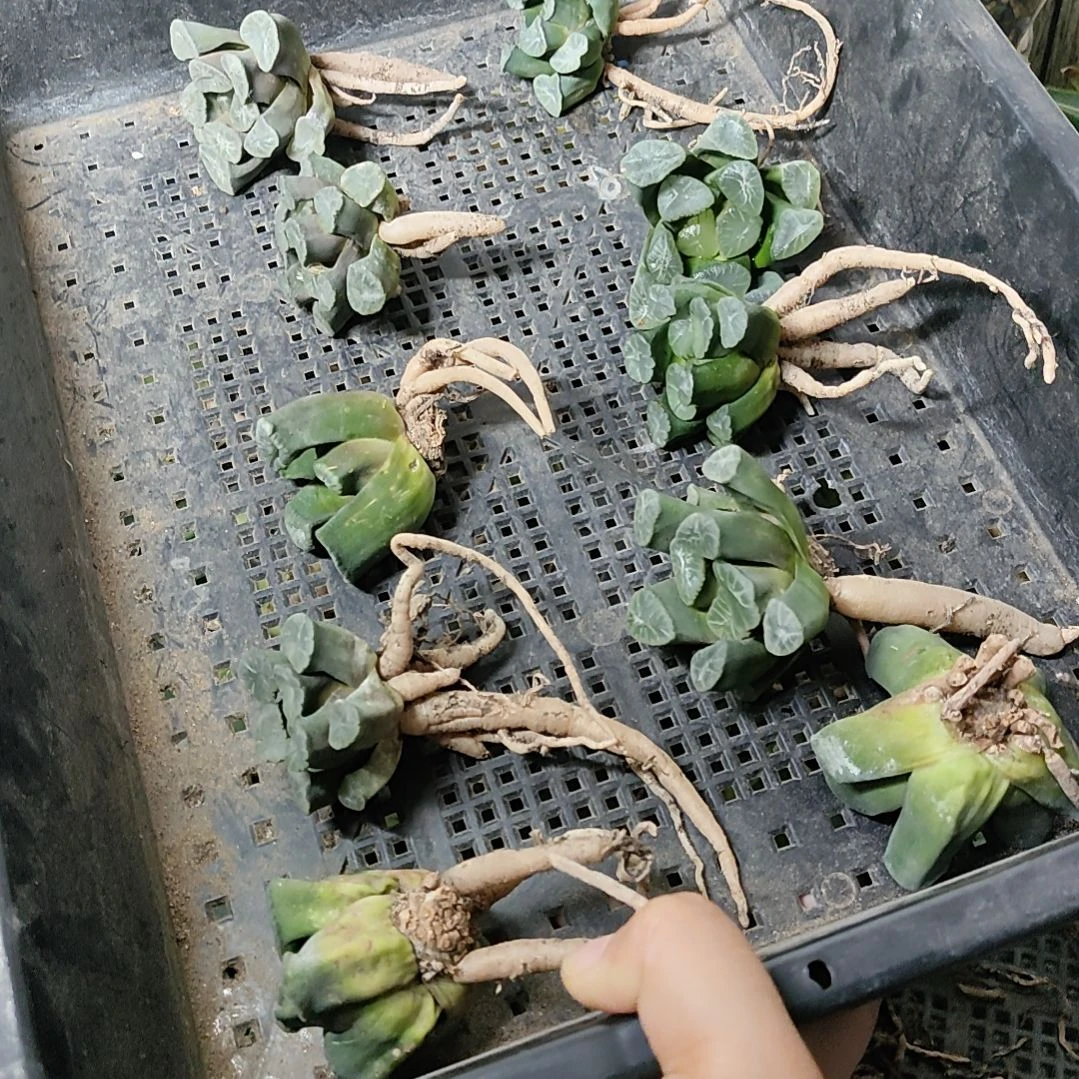万象不带盆脱土裸根发货