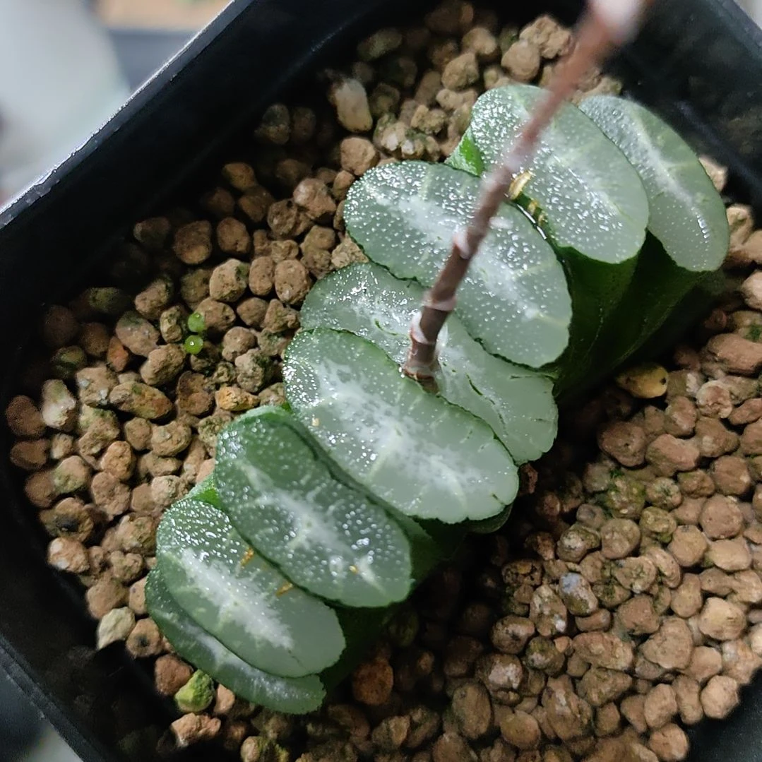 不带盆脱土裸根发货实生玉扇