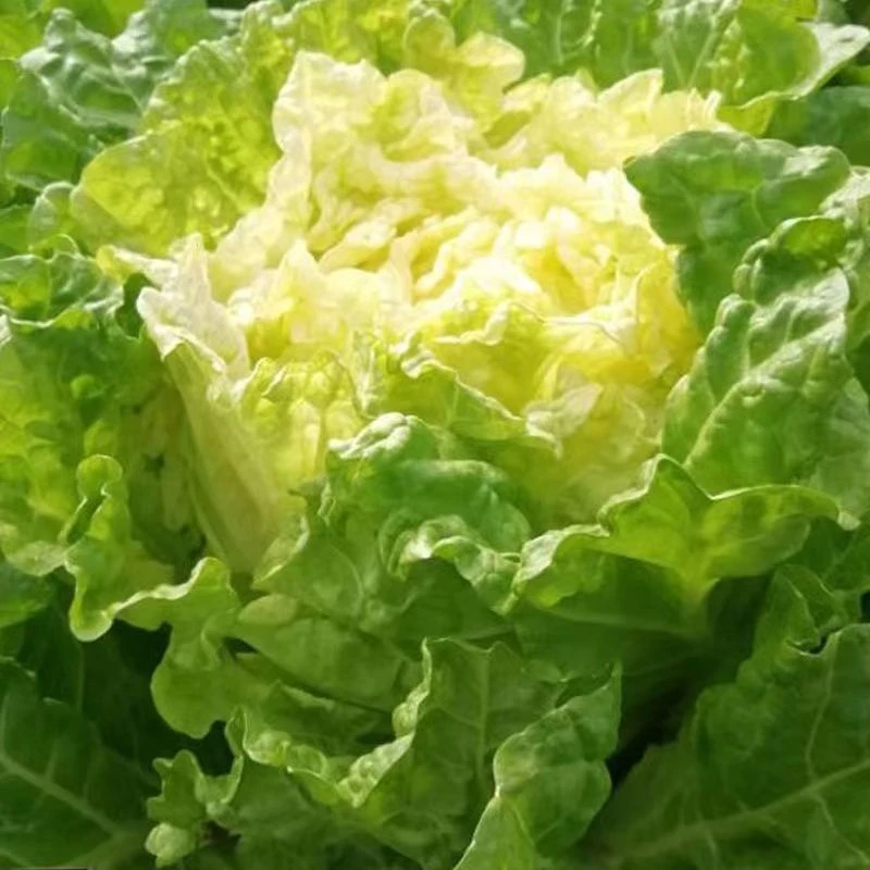 黄芽菜种子黄心菜种籽 黄芽14大白菜蔬菜种子味甜春秋季播种