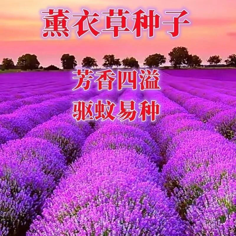 薰衣草种子狭叶普罗旺斯花种四季种庭院驱蚊香草阳台花籽盆栽种孑