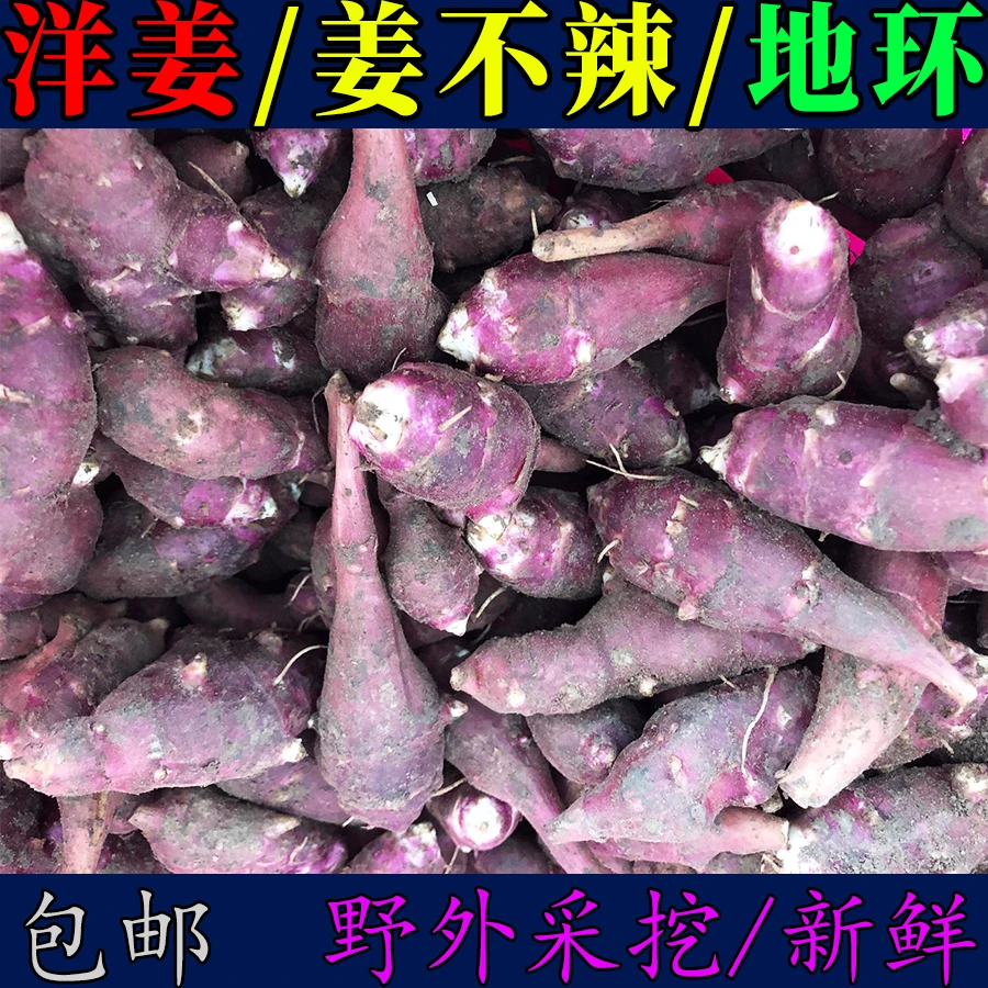东北姜不辣现挖现发洋姜新鲜紫红皮地环菊芋腌咸菜胰岛果茶泡水