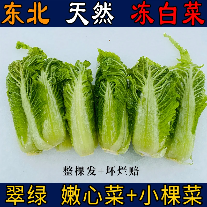 东北冻白菜蘸酱菜趴了颗农家新鲜冻菜货雪冬季大地大白菜焯水美食