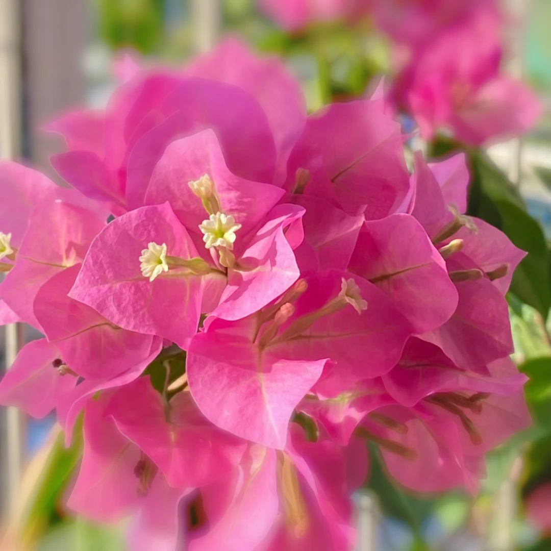 【粉色荣耀】三角梅 清透纯粉