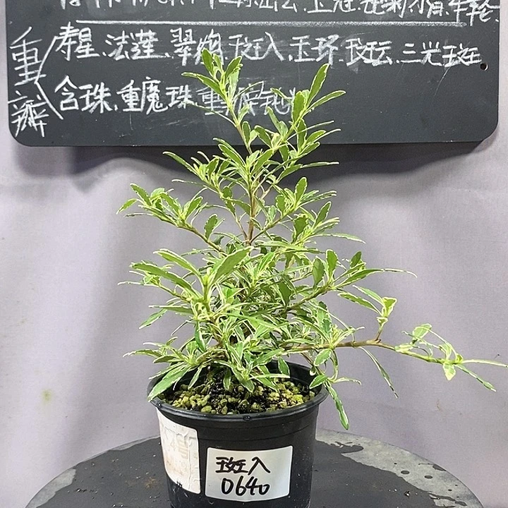 斑入栀子花一棵一物一拍