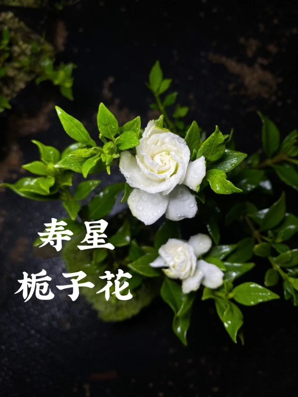 寿星栀子花 重瓣甜香花卉庭院阳台盆栽 可爱治愈绿植 勤花小叶