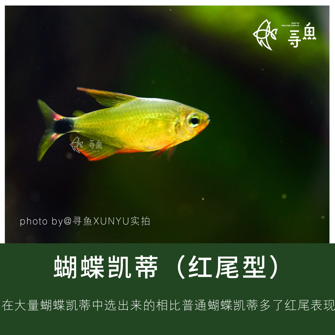 寻鱼XUNYU  红尾蝴蝶凯蒂高端灯科鱼品种草缸南美缸活体观赏鱼