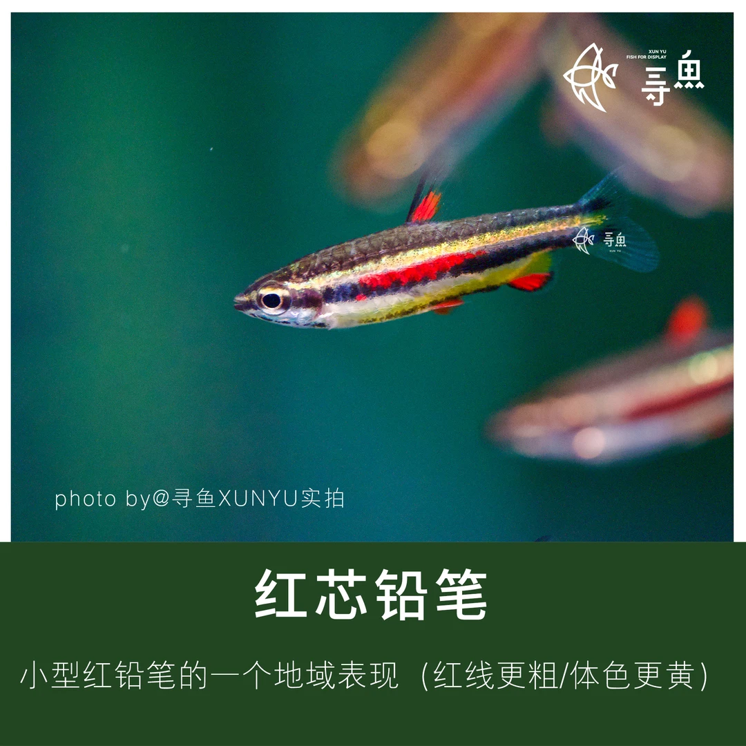 红心/红芯铅笔高端灯科鱼热带观赏鱼草缸南美缸活体宠物观赏鱼