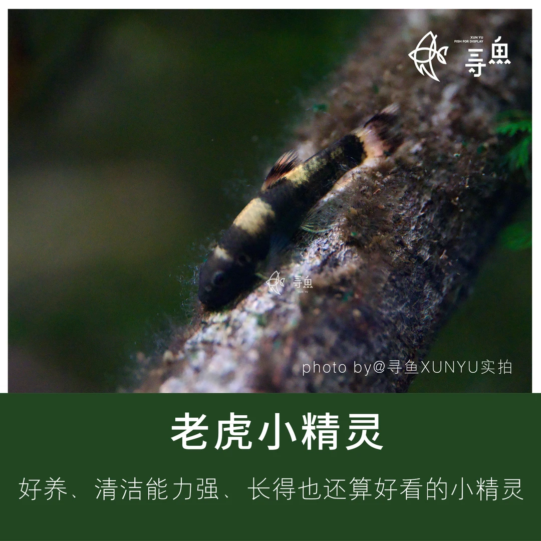 老虎小精灵鱼鱼缸清洁鱼底栖活体淡水热带草缸南美缸小型宠物鱼