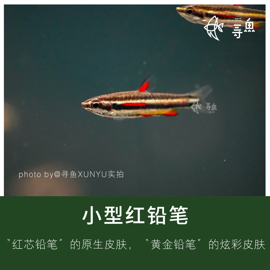 小型红铅笔鱼小红铅笔集邮铅笔热带观赏鱼草缸南美