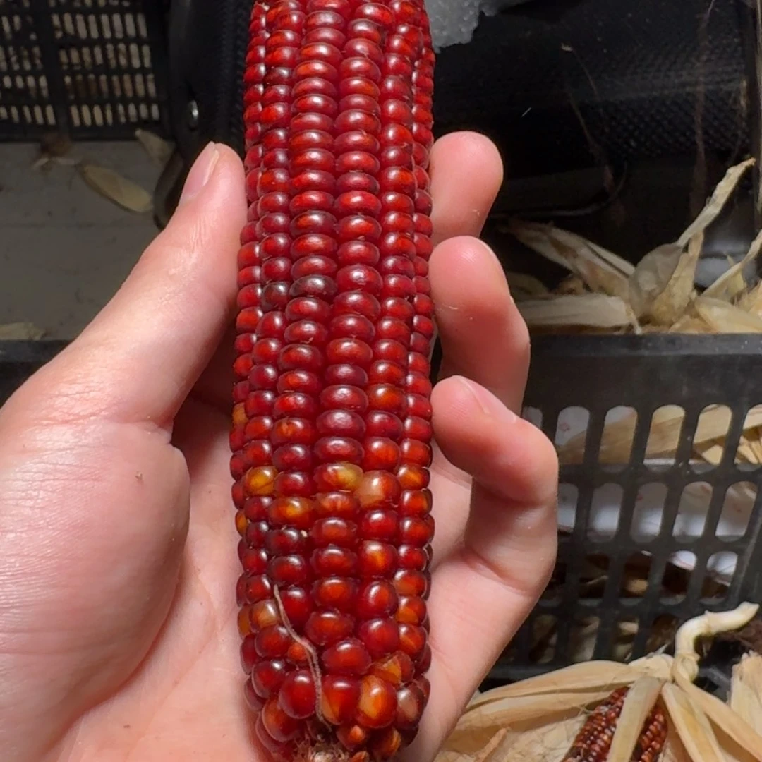 北**士哈哈哈哈哈哈哈哈哈哈哈
