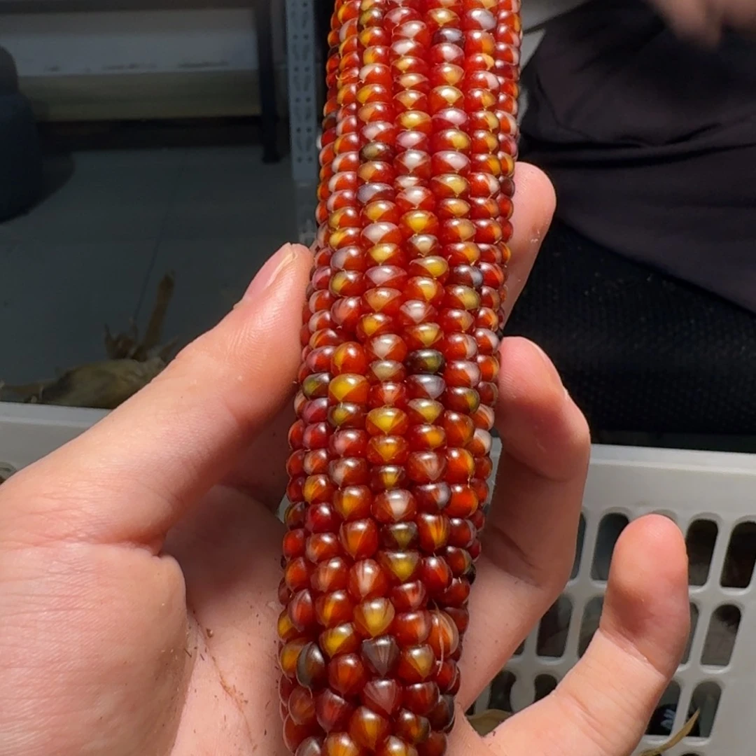 霸***牛哈哈哈哈哈哈哈哈哈哈哈哈哈