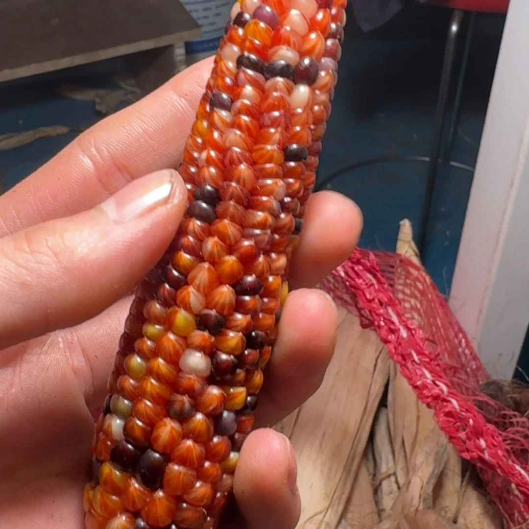 【闪购商品】C**l88888888